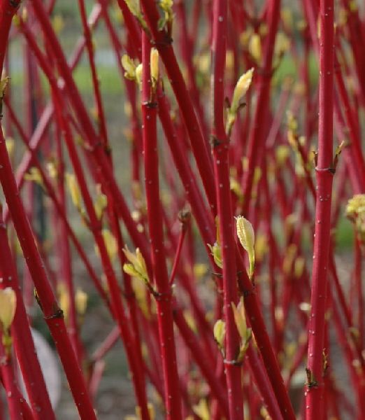 Cornus alba 'Elegantissima'